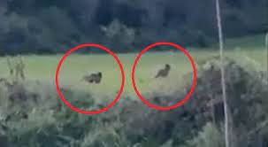 Dopo gli orsi adesso anche i lupi: il ritorno dei predatori alle porte di Roma VIDEO