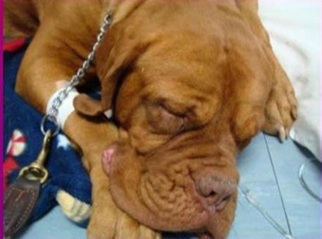 Palermo, non ha soldi per le cure e cane muore: esposto degli animalisti alla procura