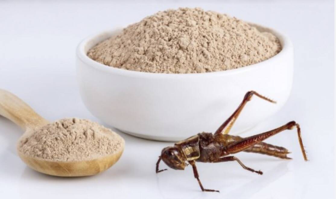 Insetti, arrivano i biscotti di grillo: boom di ordini