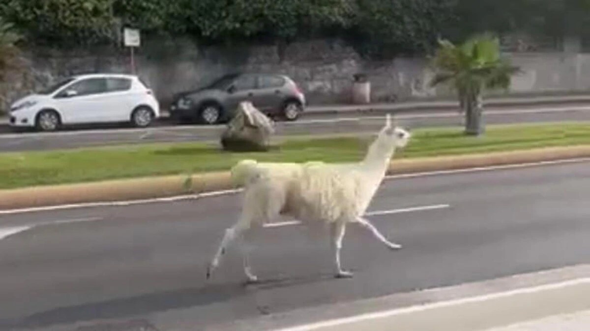 Lama fugge dal circo, semina il personale e va a trottare su pista ciclabile
