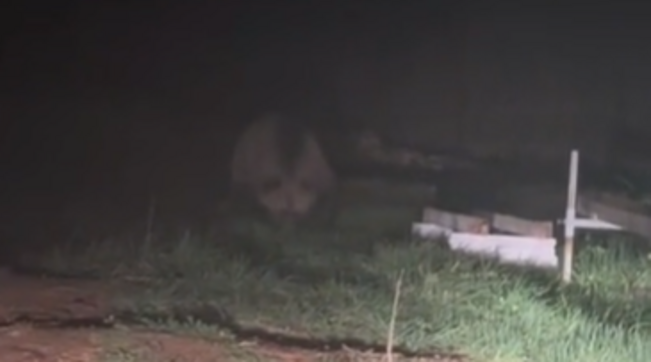 Orsi JJ4 e MJ5, il Consiglio di Stato sospende l’abbattimento