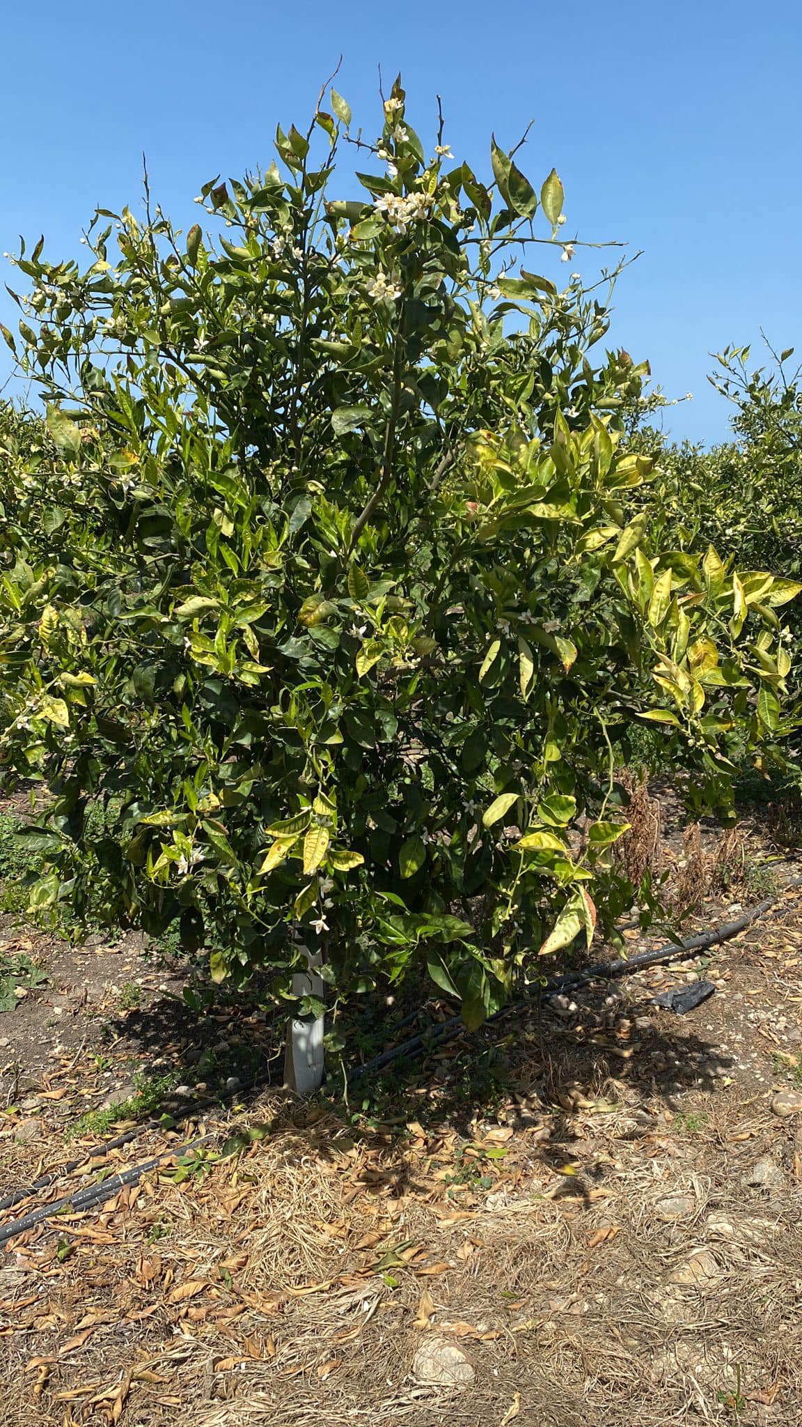 Sicilia, Cia Sicilia Orientale chiede un tavolo di confronto con enti