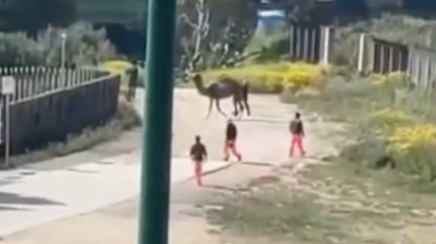 Agrigento dromedario a spasso per la città: probabile fuga dal circo