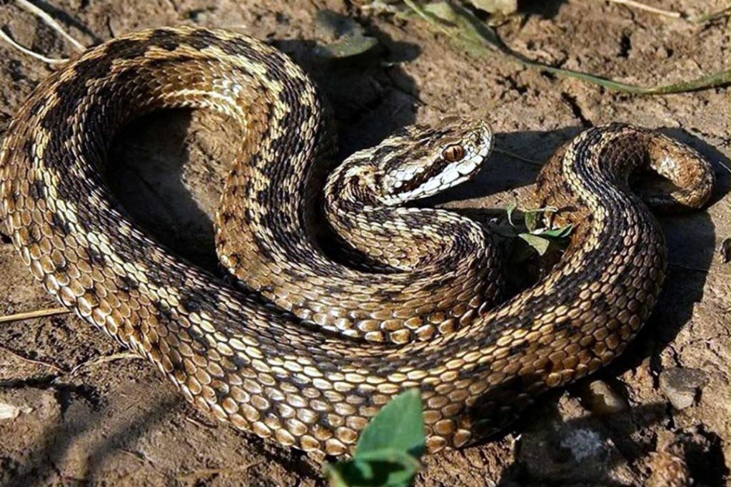 Vipera lo morde durante una gita all’Isola d’Elba: paura per un turista siciliano