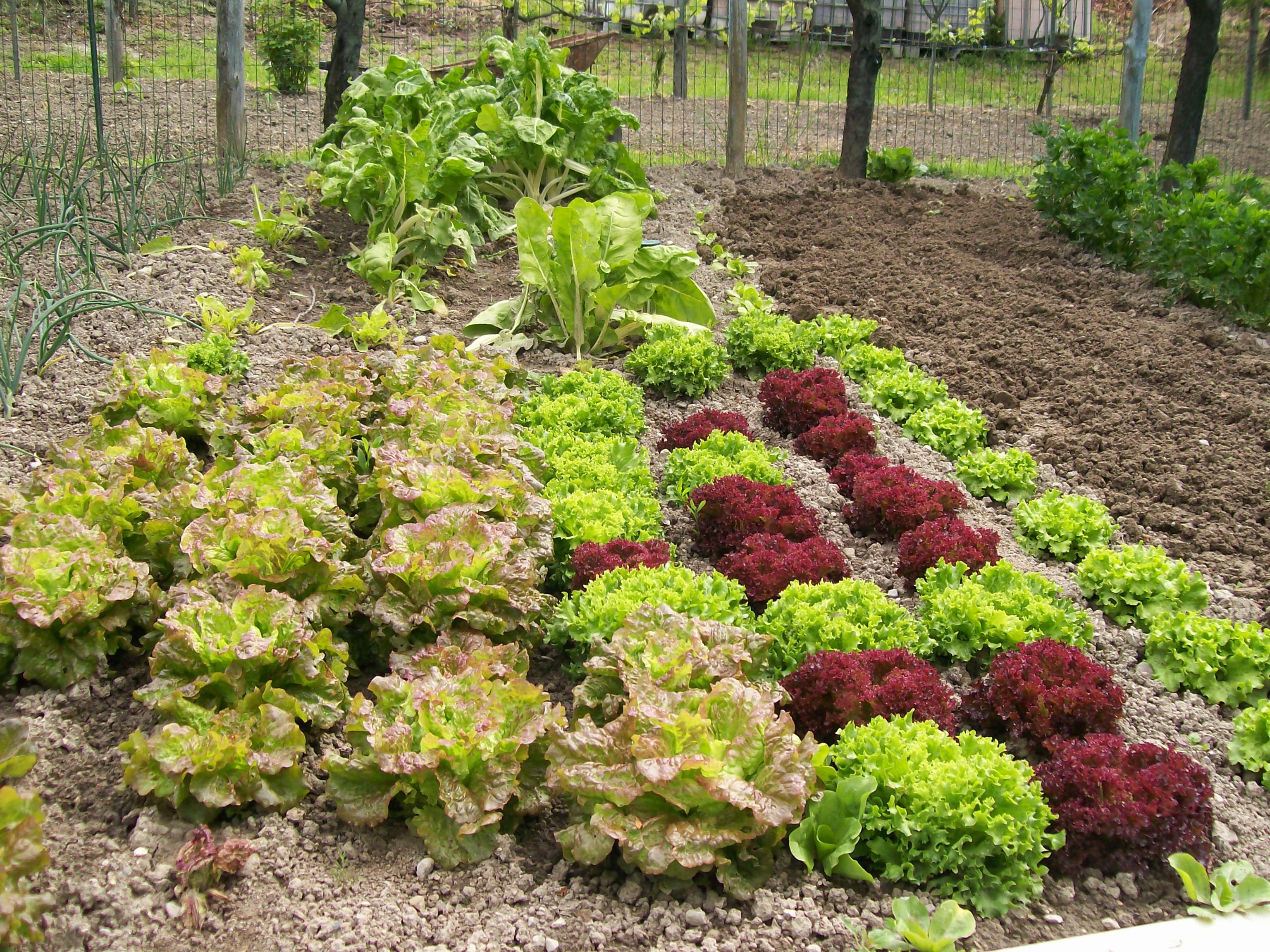 Caltanissetta, il quartiere Angeli rinasce grazie agli Orti sociali