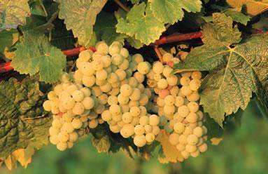 Pantelleria rischia di “perdere” lo Zibibbo