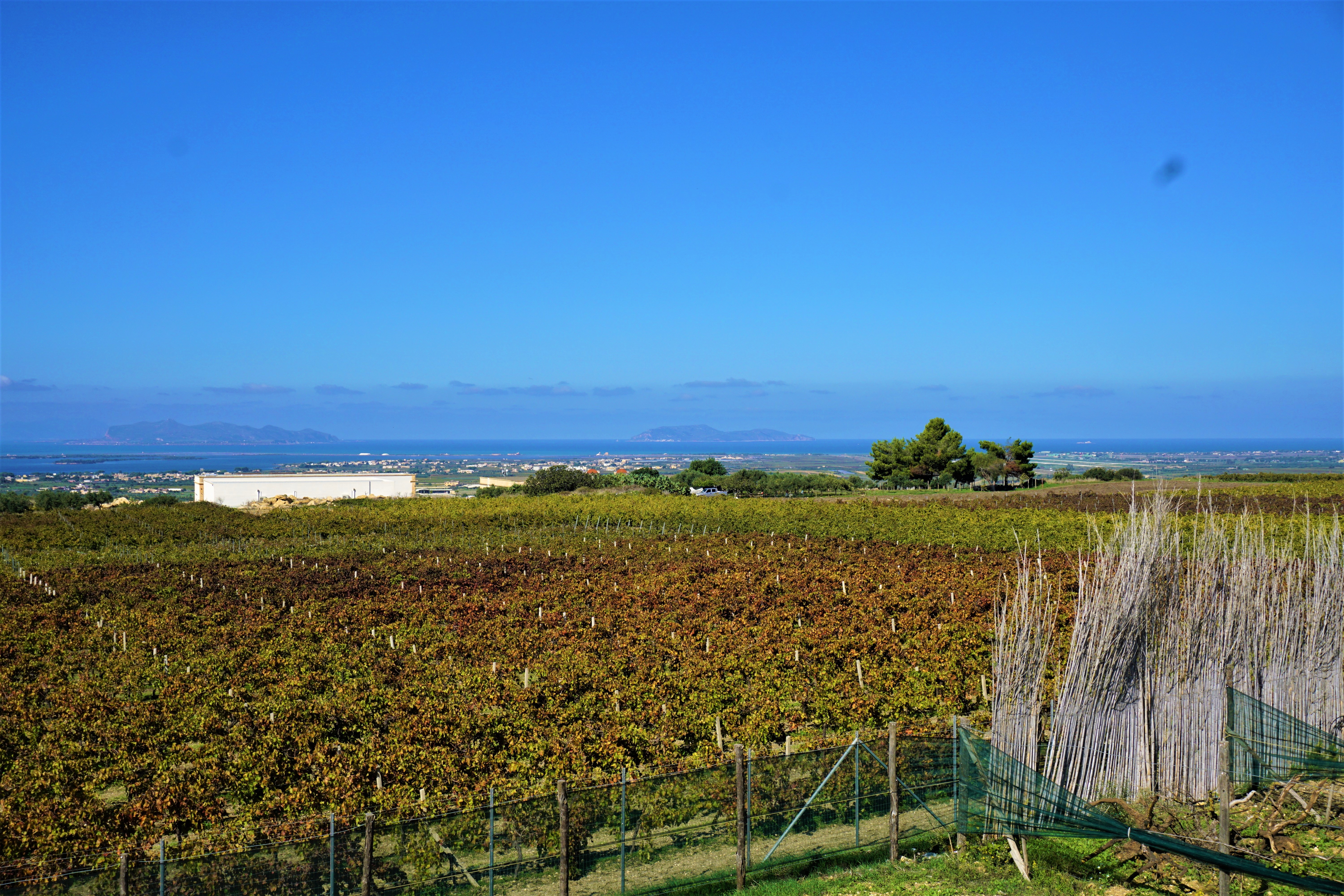 In viaggio tra le vigne, Sicilia la meta più ambita