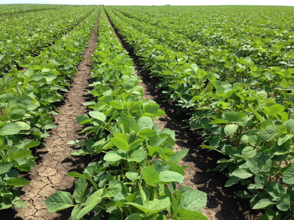 Innovazione in agricoltura, nasce in Sicilia un sistema per la prevenzione della peronospora