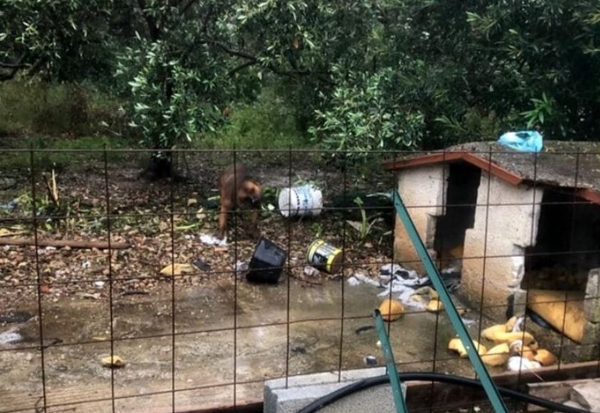 Senza cibo né acqua, legato e lasciato sotto il nubifragio: cane salvato dalla polizia