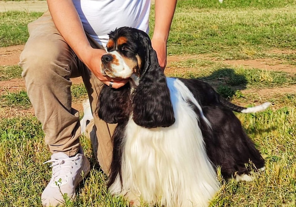 Palermo, esposizione internazionale canina: vince cocker americano di tre anni
