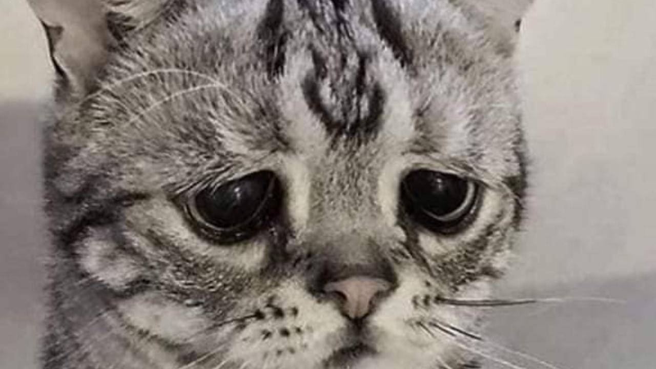 Choc a San Leone: gattino ucciso con un masso, l’assessore Lala: “Cattiveria pura”