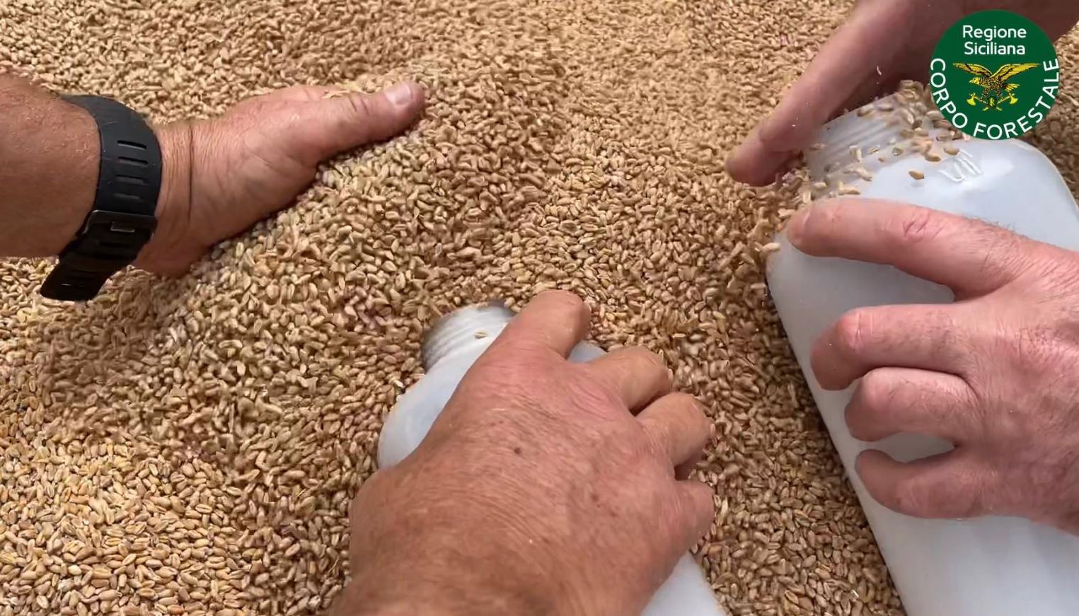 Grano dalla Serbia, carico da oltre 3mila tonnellate sottoposto a controllo in Sicilia