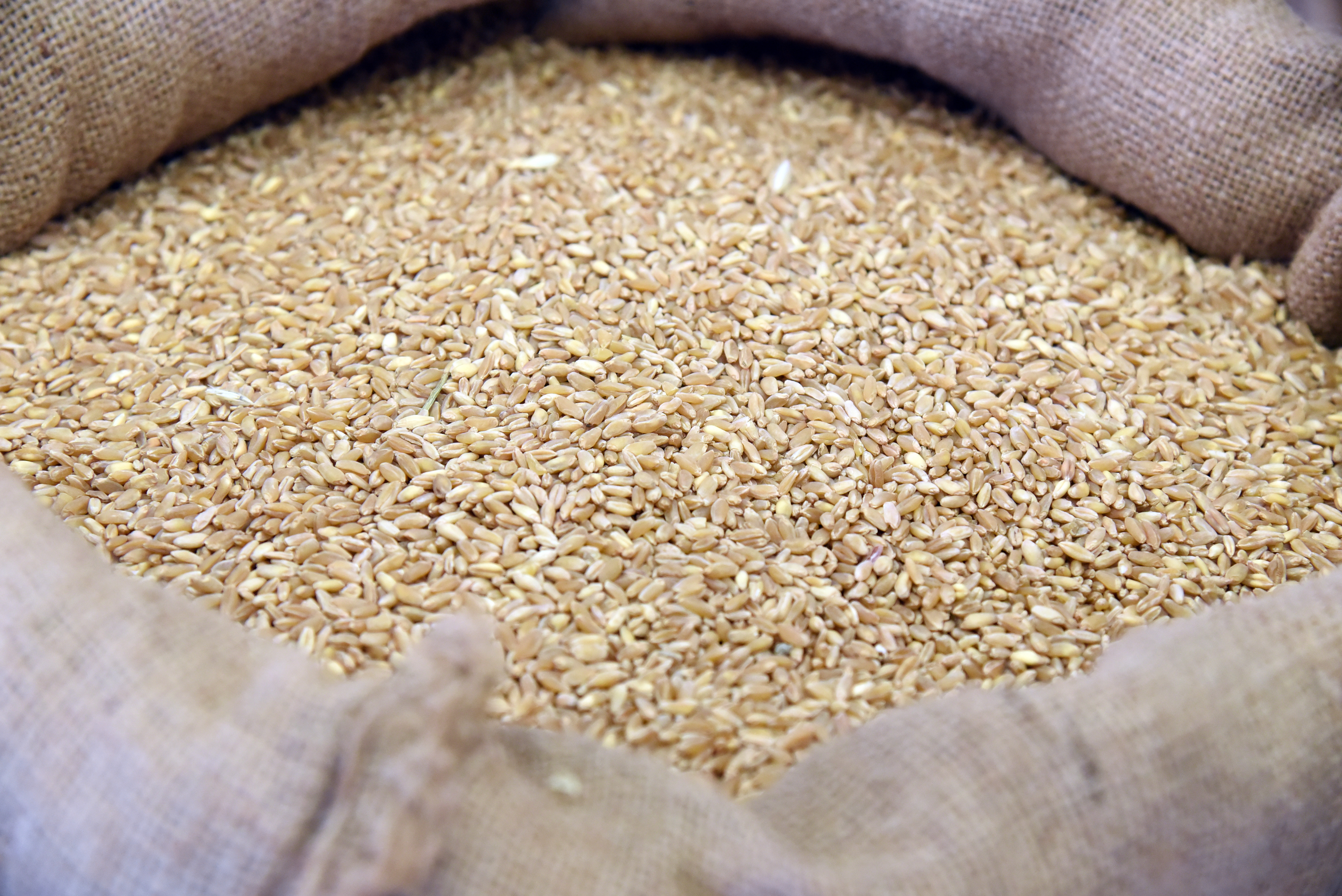 Sicilia, crolla il prezzo del grano: aziende del settore in crisi