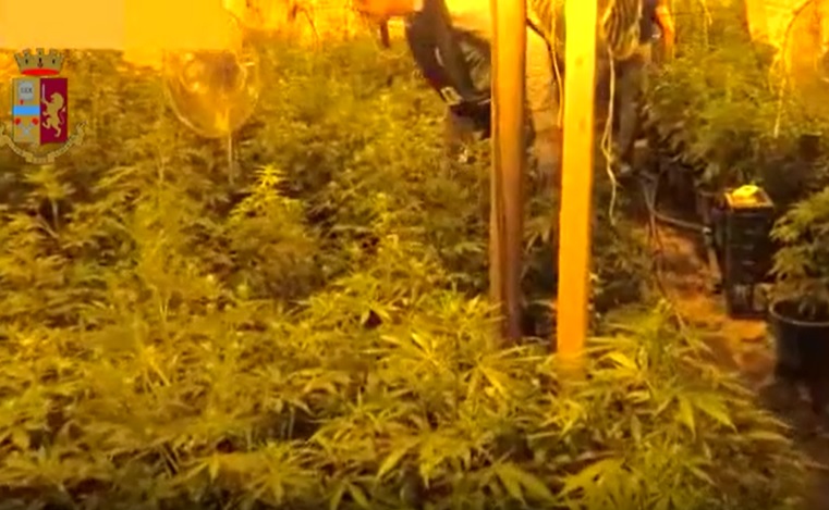 “Laboratorio” della droga in casolare, 147 chili di marijuana sotto sequestro – VIDEO