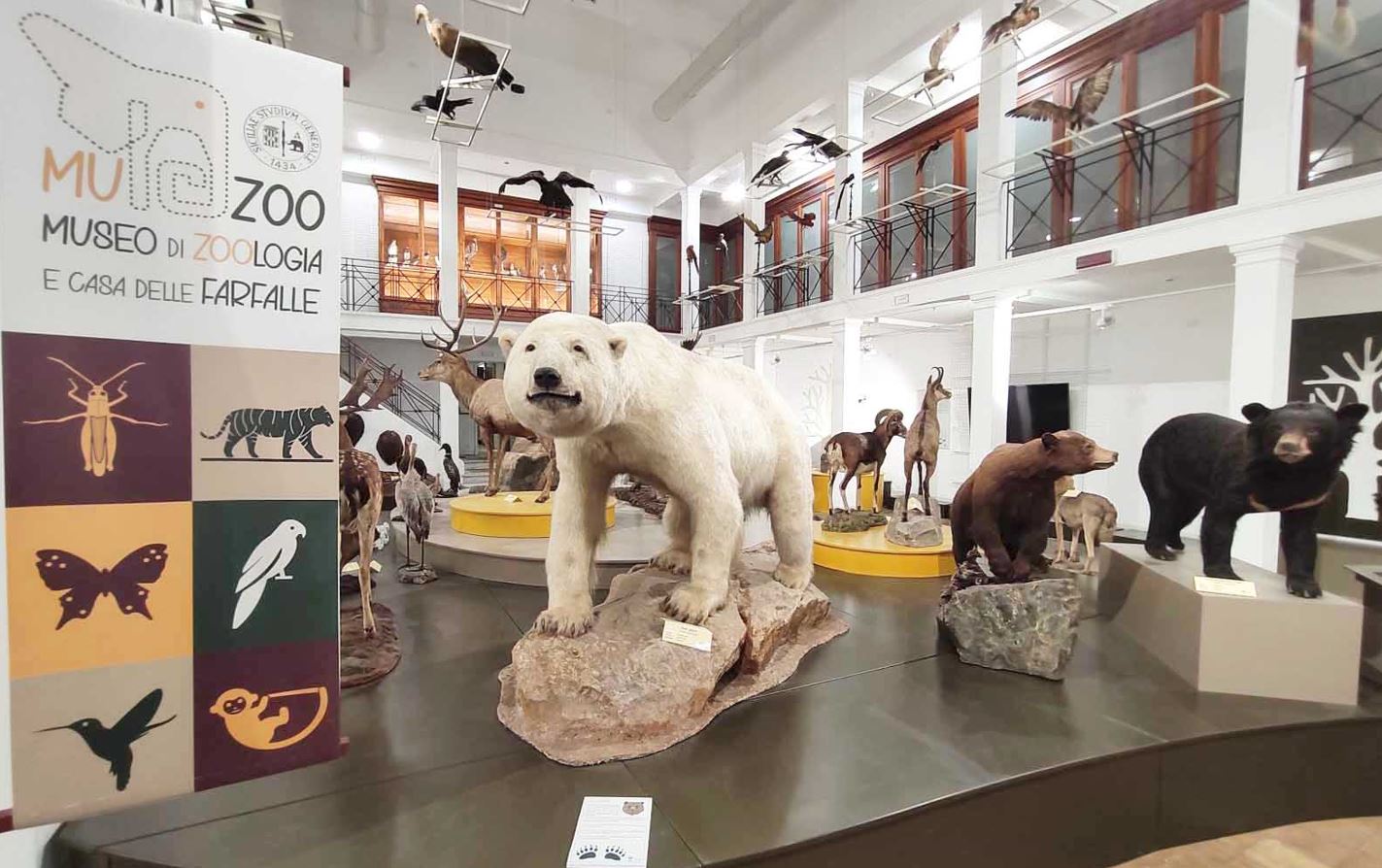 “Un tè al Museo di Zoologia”, incontro su Georges Cuvier e le estinzioni di massa