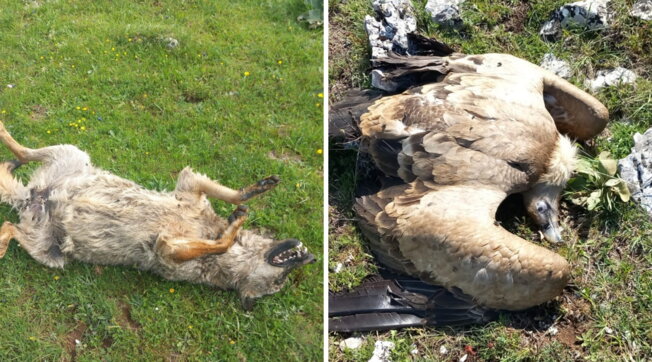 Parco Nazionale d’Abruzzo: avvelenati nove lupi, tre grifoni e due corvi