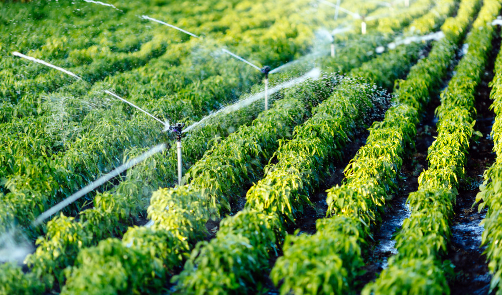 Agricoltura Sicilia, ossigeno per le imprese: pubblicati quattro bandi per 35mln