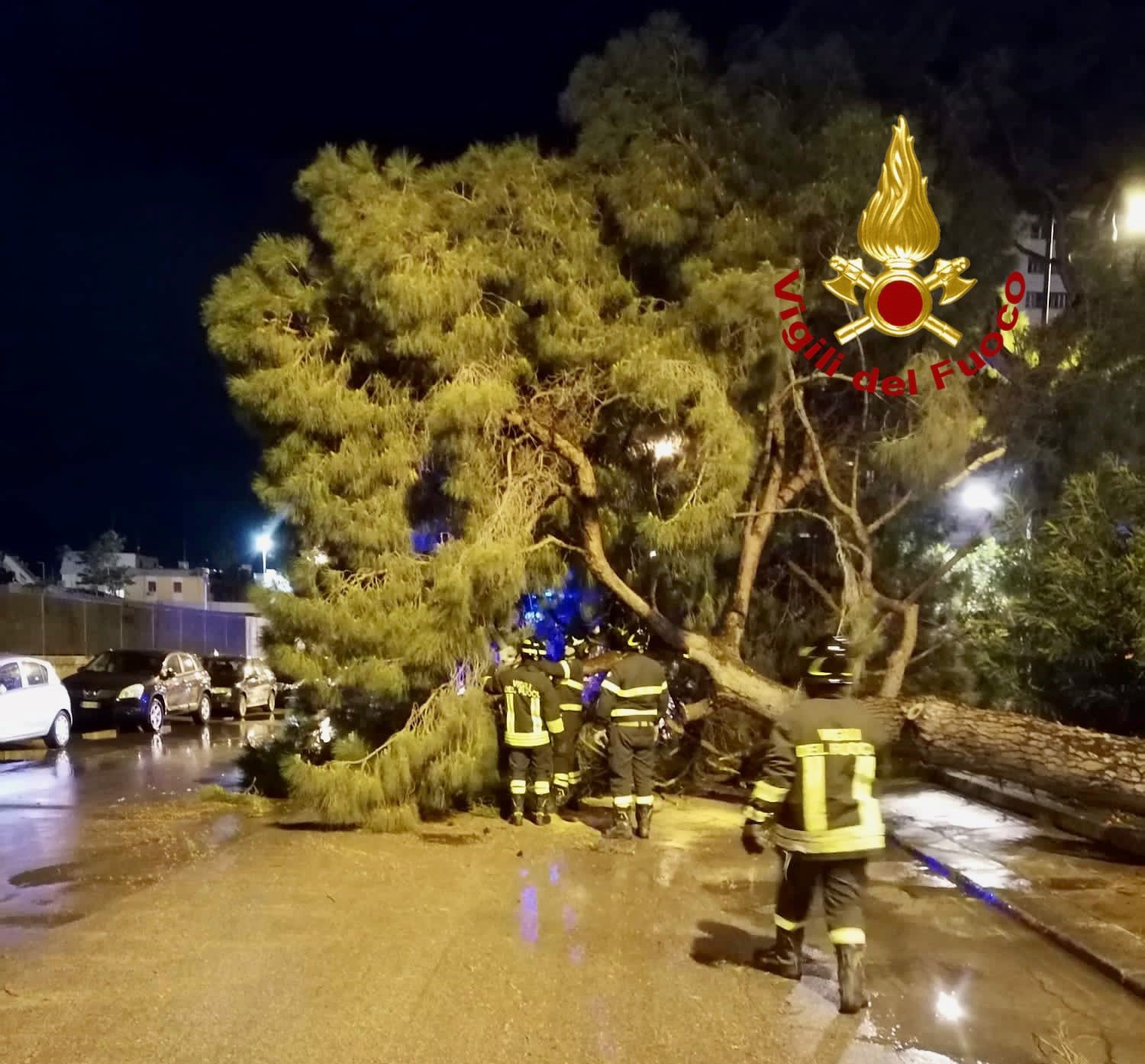 Maltempo a Palermo, grosso albero crolla in strada