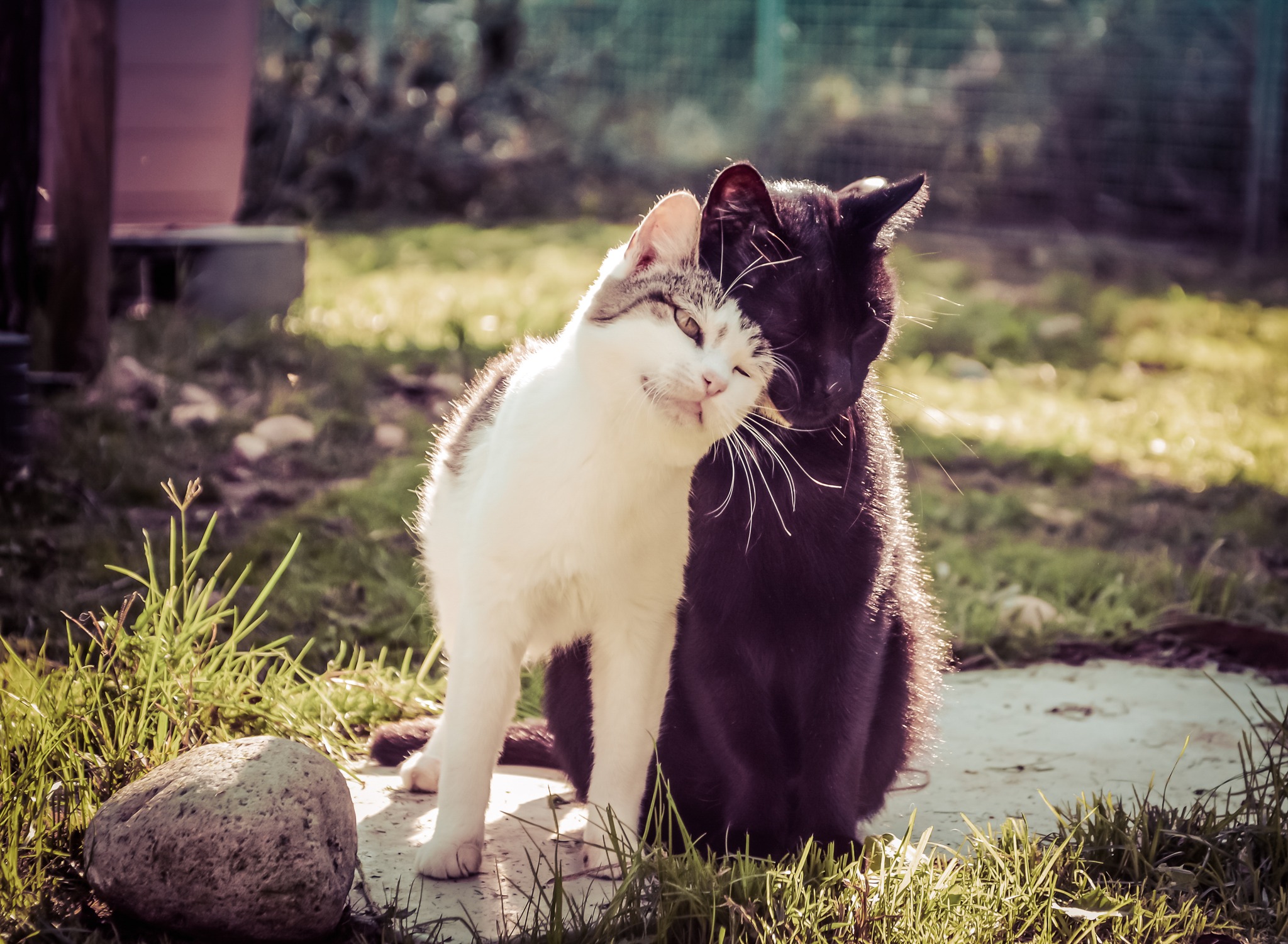 Caldo: 2,8 milioni di italiani in viaggio con animali, è sos