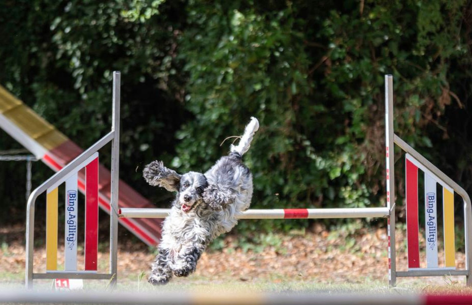 Ippodromo di Palermo, torna l’appuntamento con l’Esposizione Internazionale Canina