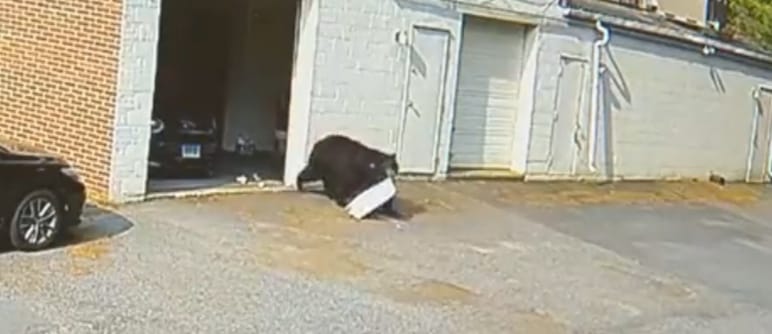 Orso a passeggio per le strade del paese: residente se lo ritrova in giardino