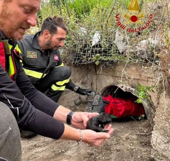 Villabate, vigili del fuoco recuperano cuccioli di cane abbandonati in un condotto