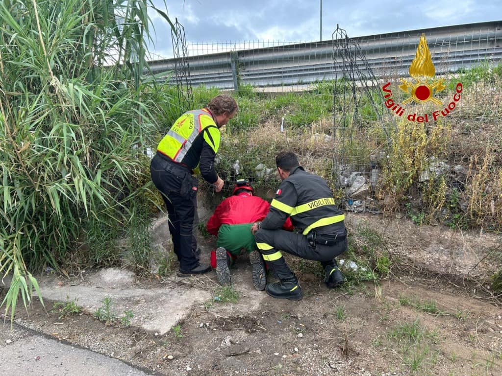 Villabate, vigili del fuoco recuperano cuccioli di cane abbandonati in un condotto
