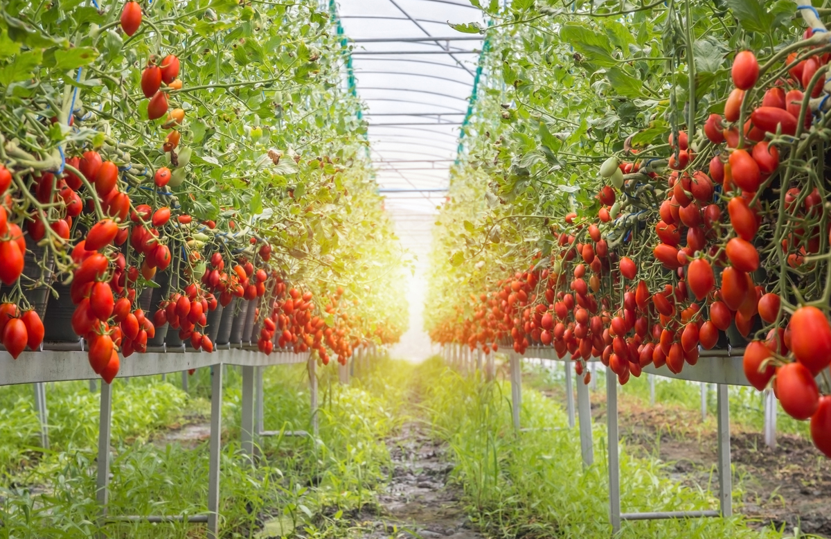Vittoria, un sistema innovativo per l’agricoltura sostenibile