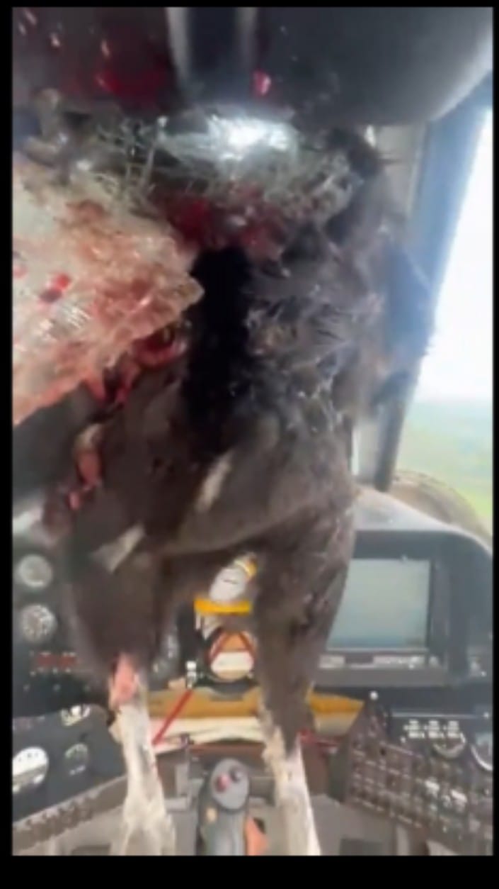 Terrore ad alta quota: enorme uccello spacca parabrezza aereo, pilota ricoperto di sangue VIDEO