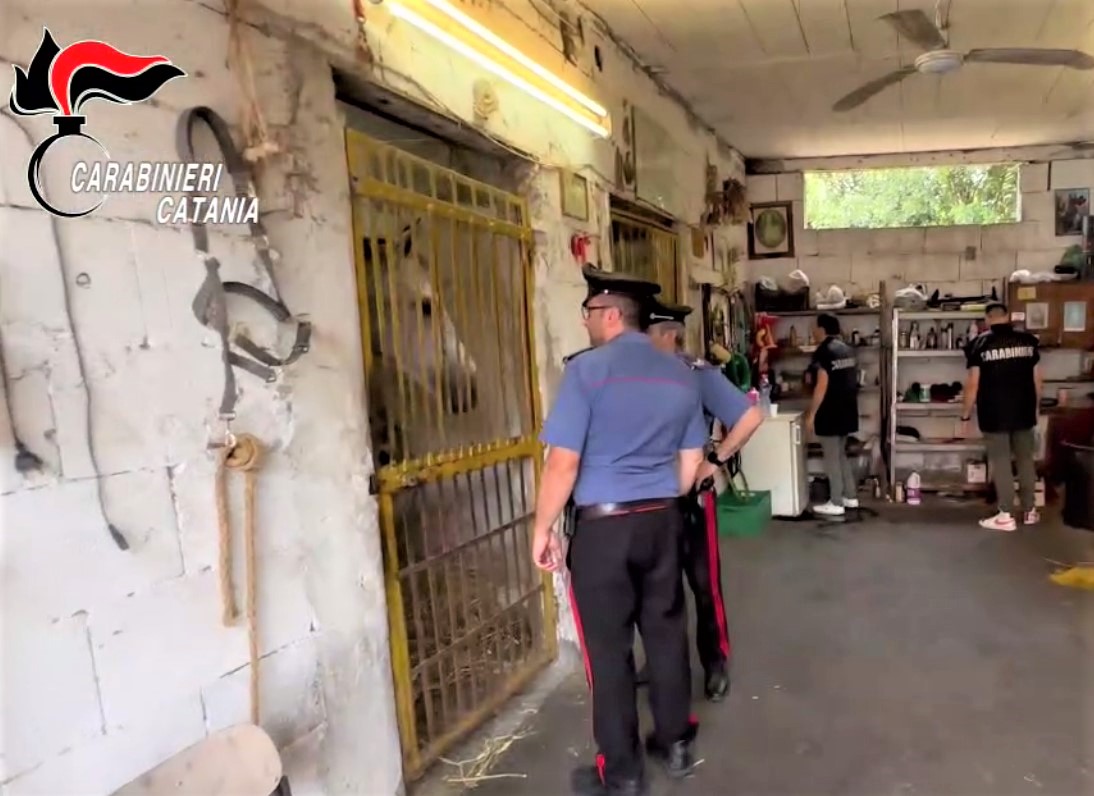 Cavalli maltrattati brutalmente durante corsa clandestina: 5 denunce nel Catanese – VIDEO