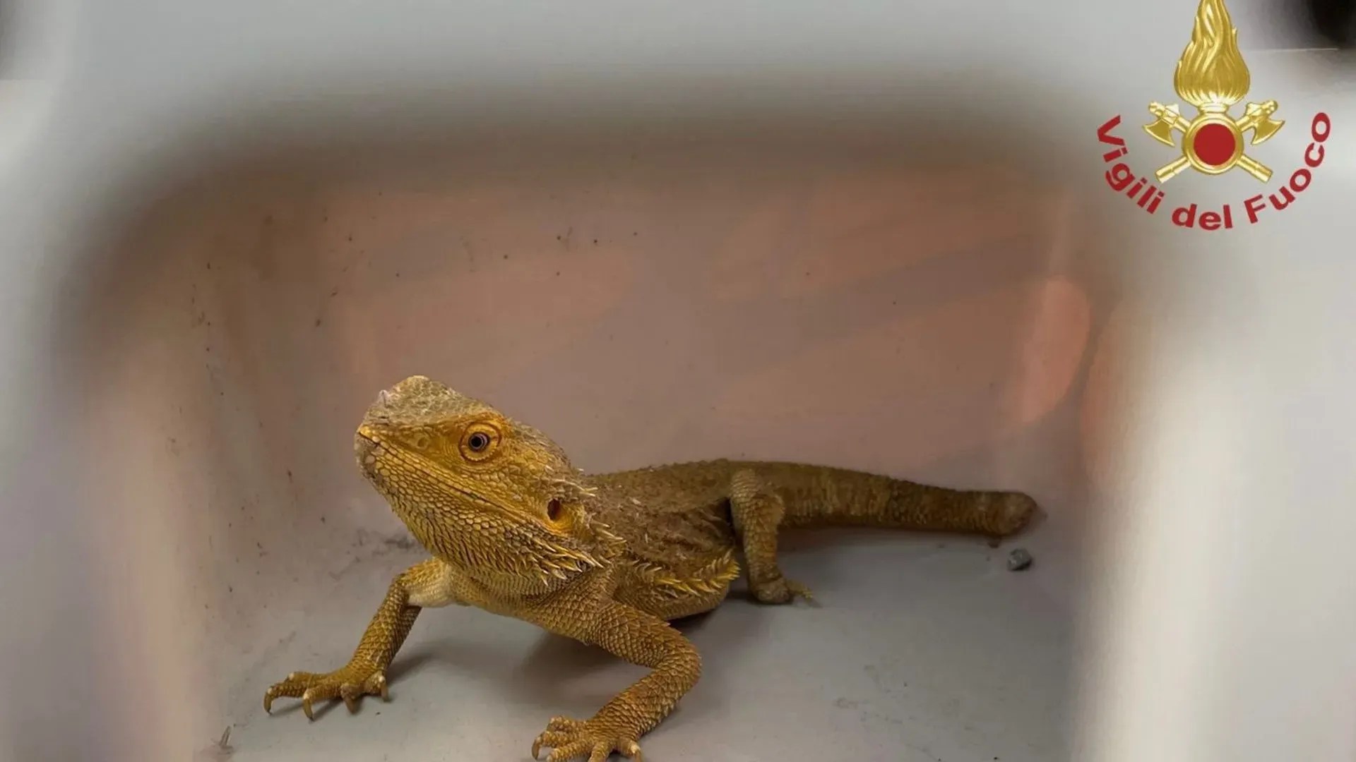 Bergamo, recuperato un drago barbuto tra le vie della città