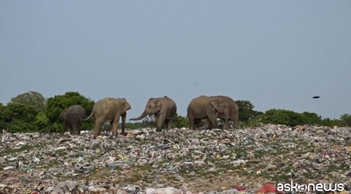 Elefanti affamati cercano cibo in una discarica di plastica: il terribile video diventa virale