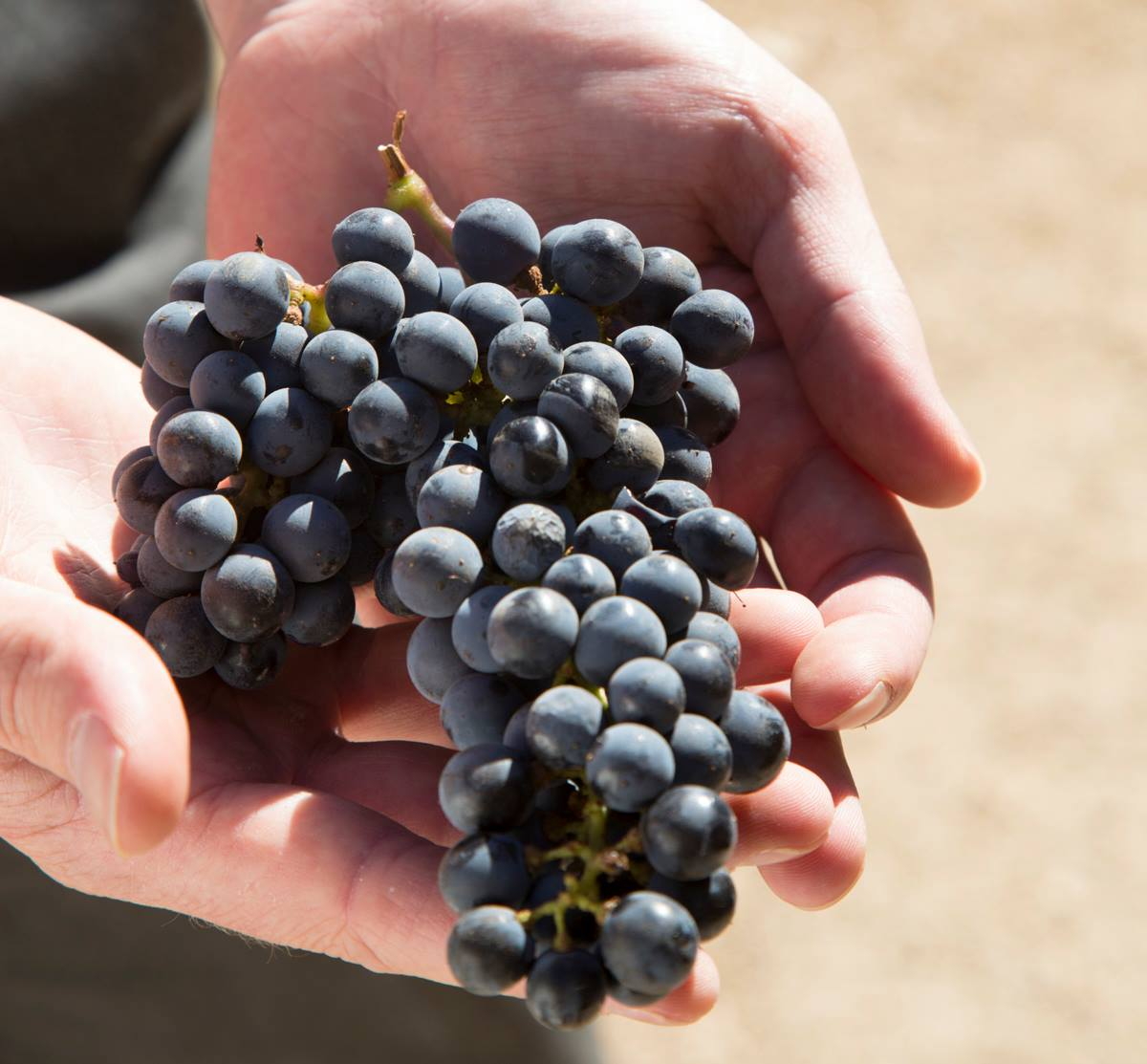 Aiuti a pioggia alle cantine sociali siciliane: dalla Regione 8 milioni di euro contro la crescita dei tassi d’interesse dei mutui