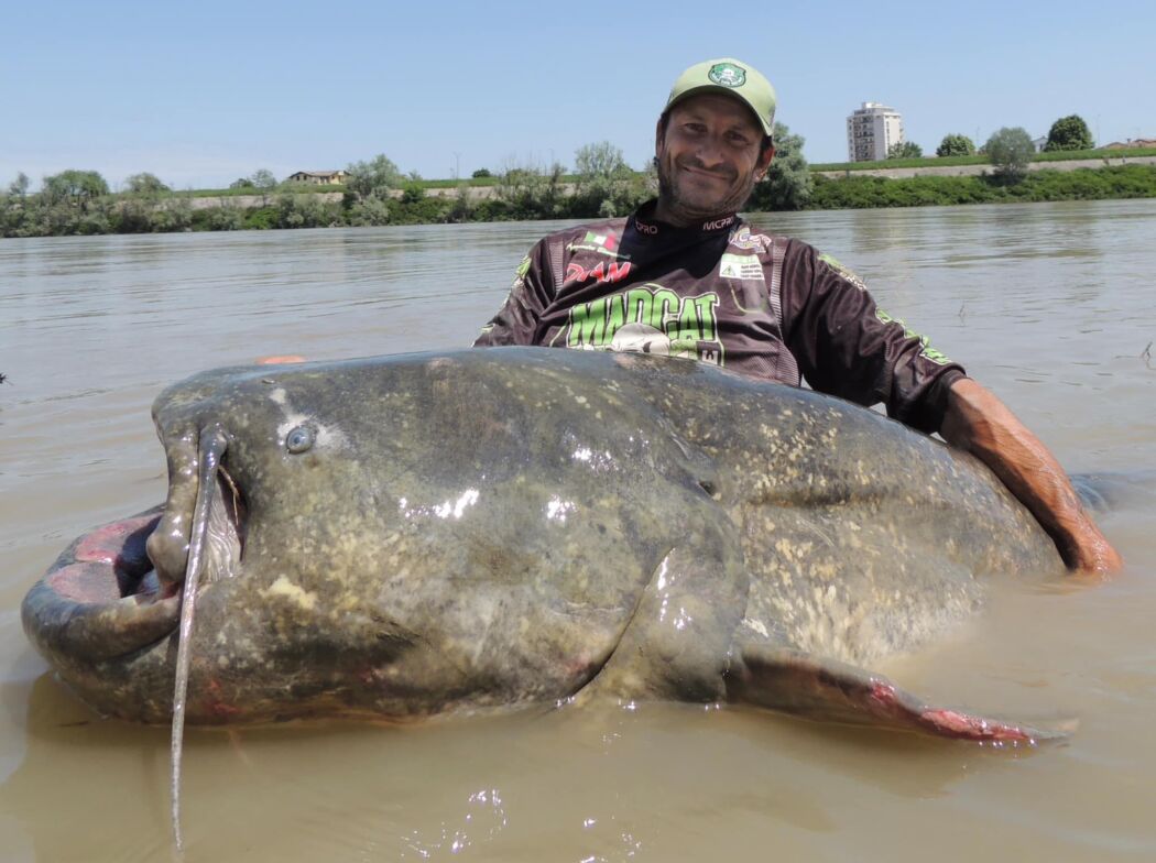 Pesca, gigantesco pesce gatto da 285 centimetri ritrovato nel Po