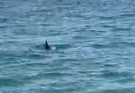 “Allarme squalo” in Sicilia, bagnanti abbandonano la spiaggia. Il Comune: “Nessun pericolo”