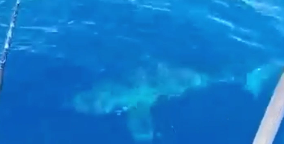 Uno squalo bianco si avvicina alla barca: lo stupore dei pescatori