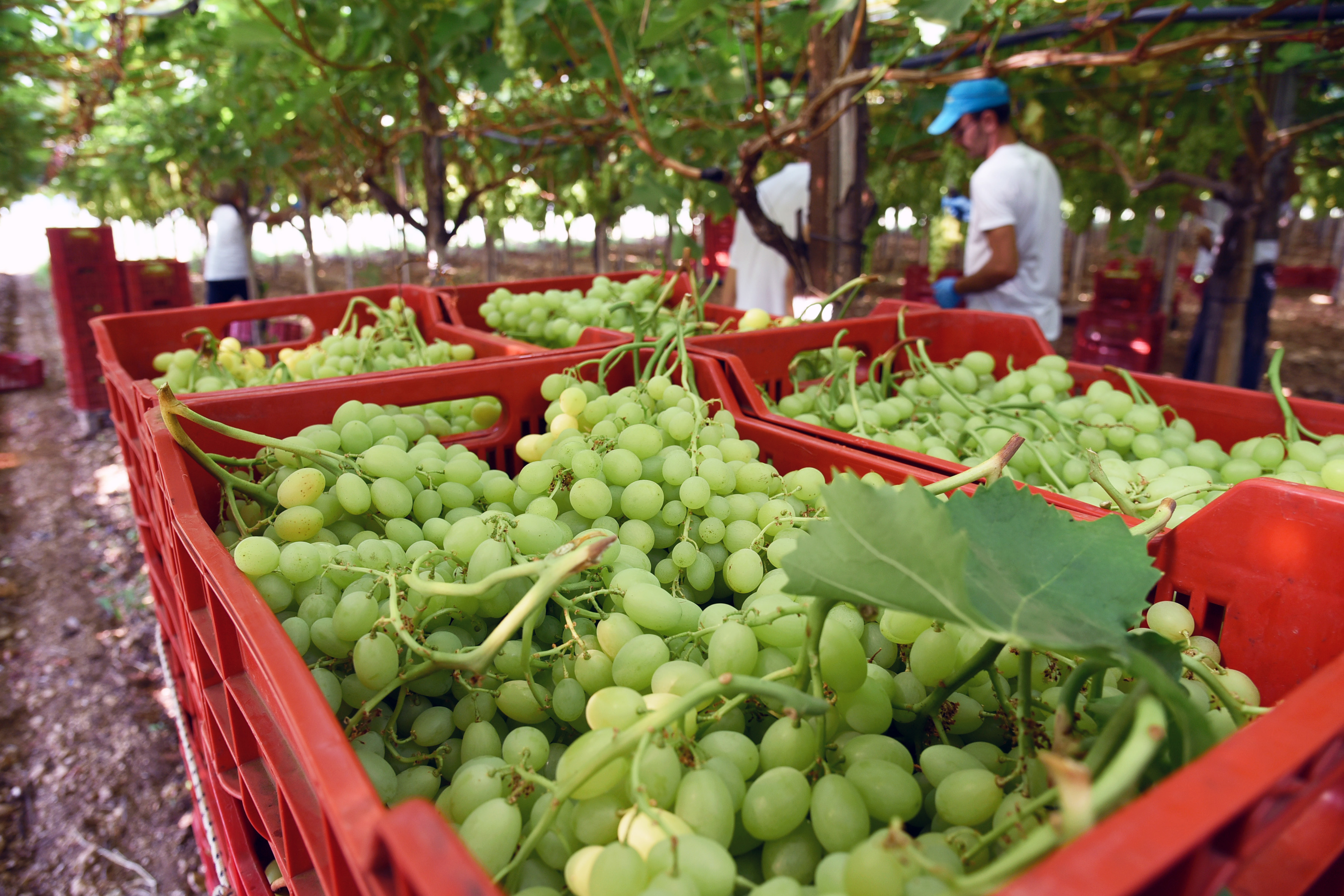 Crisi dell’agricoltura siciliana, chieste misure di sostegno