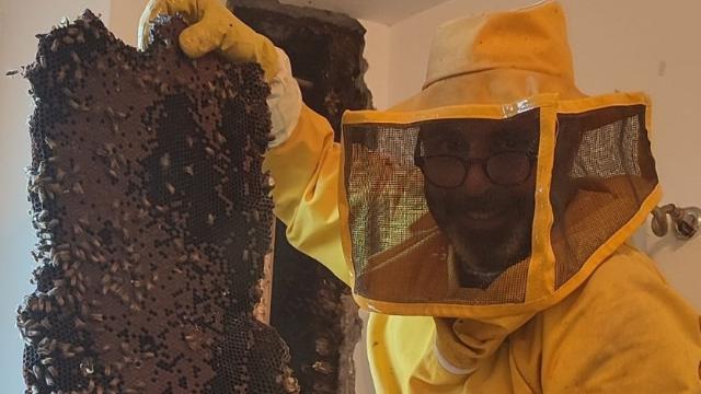 Scoperto nido con 100 mila api dietro parete in un appartamento: è record – VIDEO