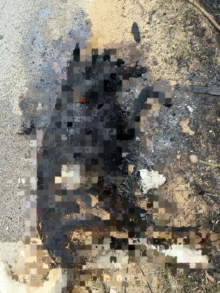 Santa Margherita di Belice, trovato cane carbonizzato e legato con filo di ferro