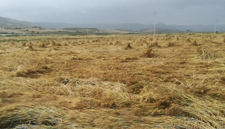 “Ennesima batosta per il grano”, protesta Coldiretti al porto di Pozzallo