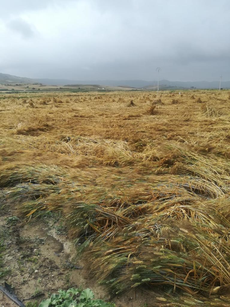 “Ennesima batosta per il grano”, protesta Coldiretti al porto di Pozzallo