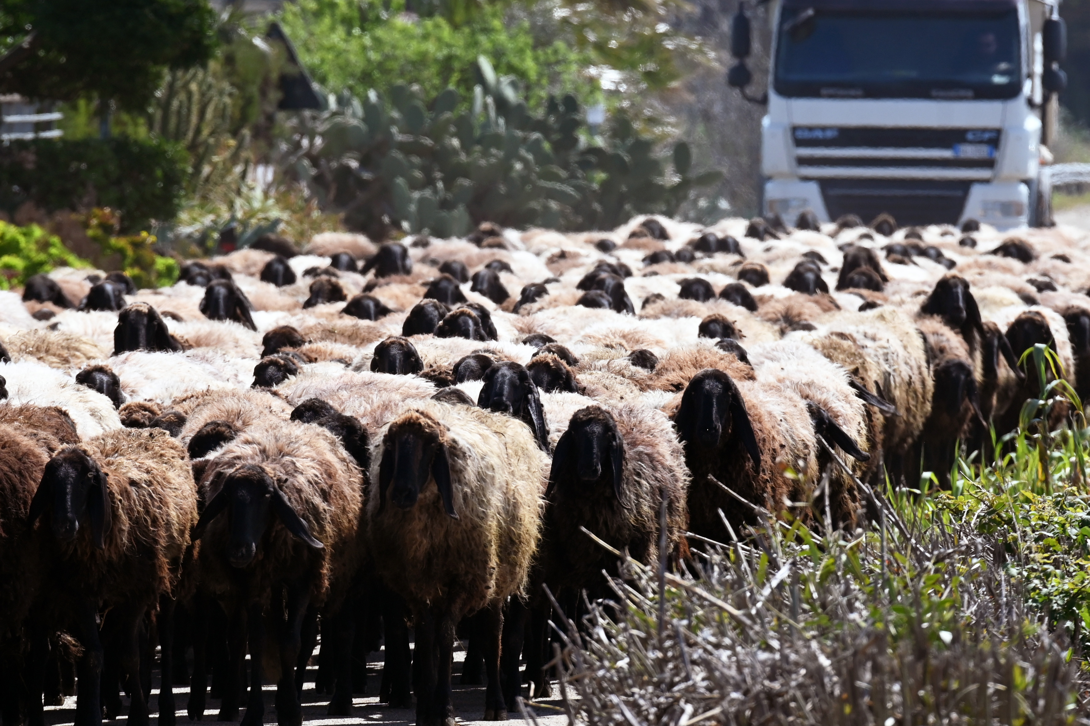 Allevamento: al via la transumanza per mezzo milione di pecore e mucche