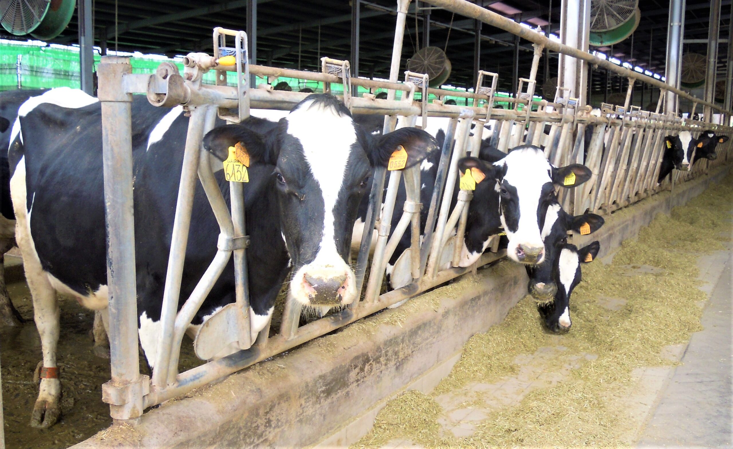 Asp Agrigento in prima linea contro la tubercolosi bovina