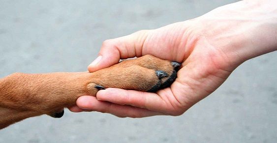 A San Cataldo nasce l’Albo dei volontari animalisti