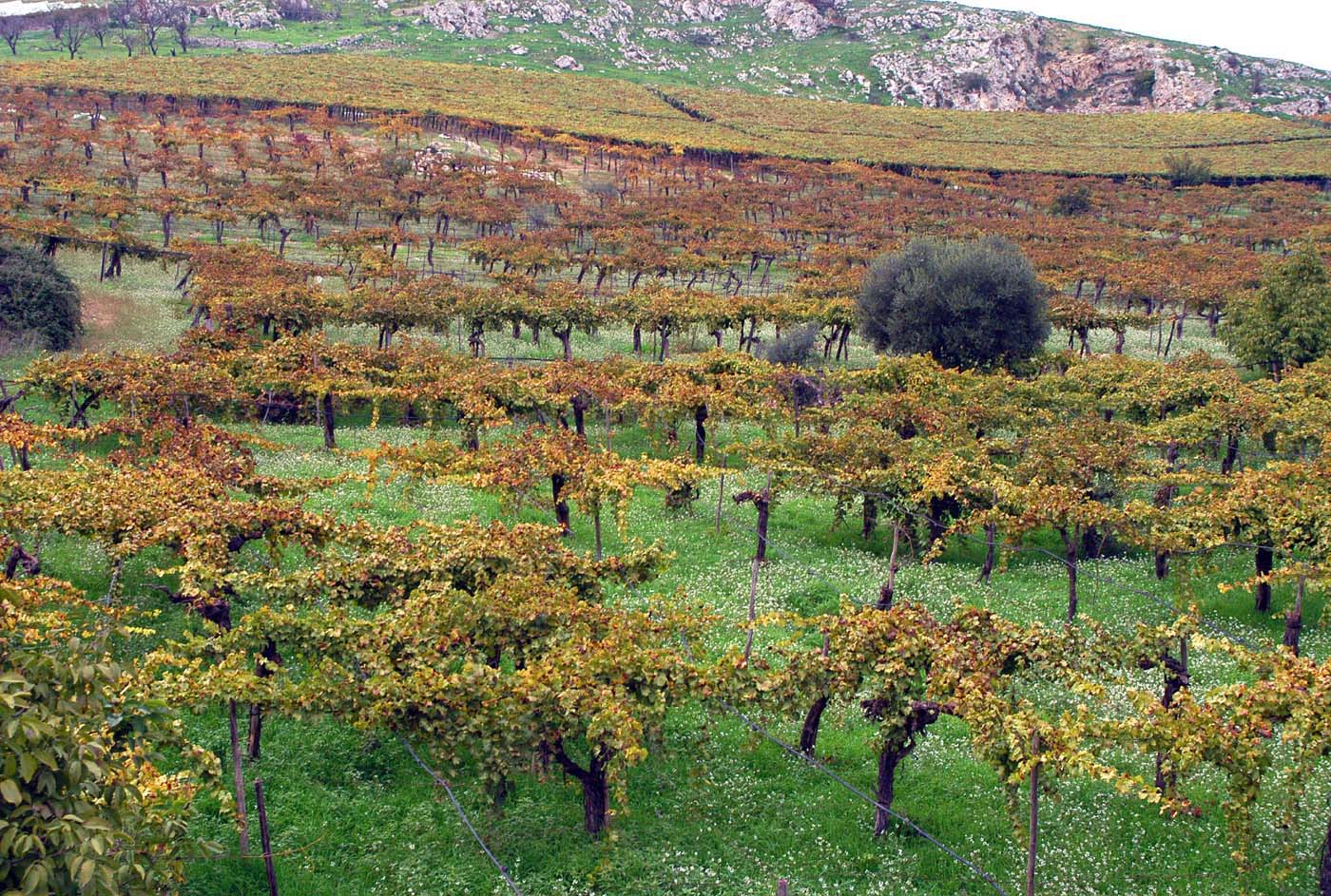Dalle importazioni alla lotta contro i prodotti taroccati: la ricetta per rilanciare l’agricoltura in Sicilia