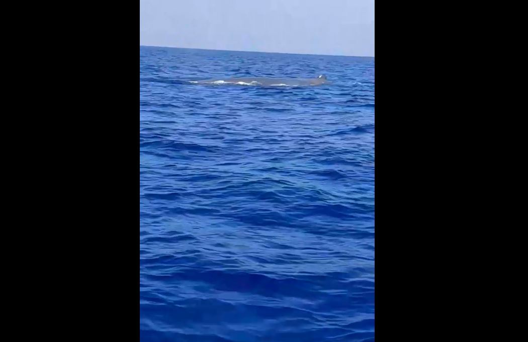 Spettacolo nel mare di Catania, avvistate balene – VIDEO