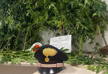 Piante di cannabis in cortile e pistola a portata di mano, arrestato 66enne del Ragusano