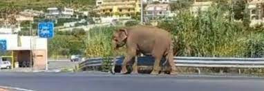 Elefante scappa dal circo e passeggia in strada direzione supermercato – VIDEO