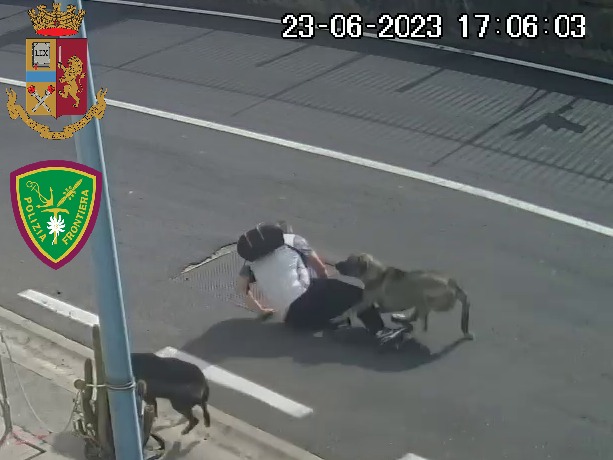 Tre cani aggrediscono un dipendente del cantiere nautico di Catania, una denuncia