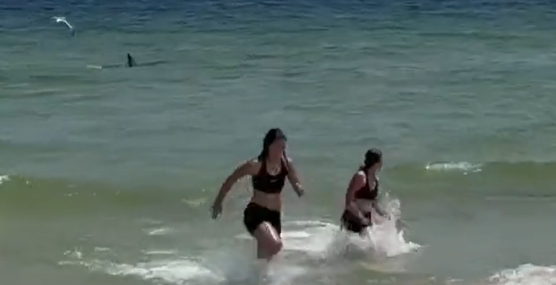 Squalo si avvicina alla riva e crea il panico: il video è virale